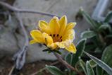霜の花