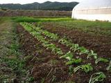 中島菜の定植