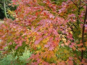 紅葉