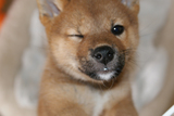 inu012