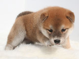 inu013