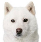 inu12
