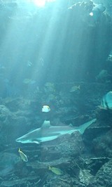 b03fd116.JPG