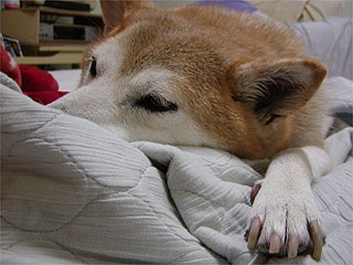 ちび
