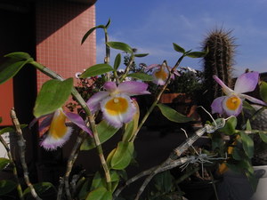 RIMG0263