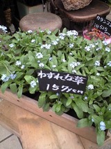 �魯��ʤ���