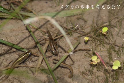 メダカ-1