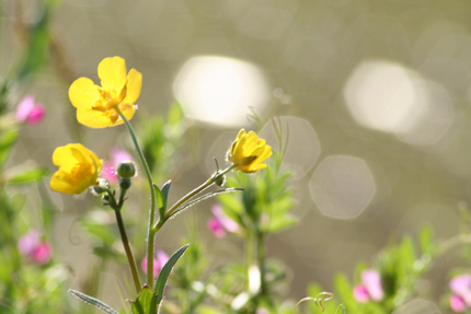 あぜ道の花