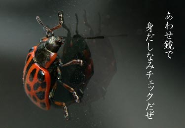 ���碌��
