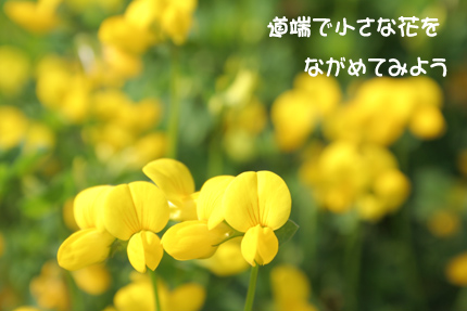 道端の花