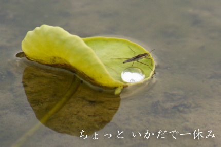 アメンボ