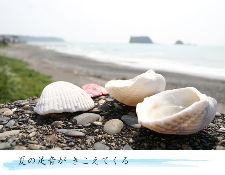 貝殻と海