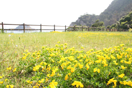 道端の花-2