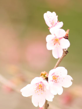 さくら咲く-1