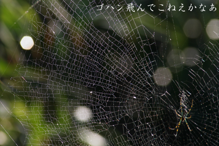 クモの巣-1