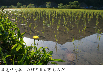 田んぼ-1