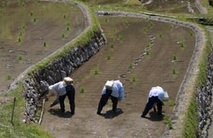 田植えシーン