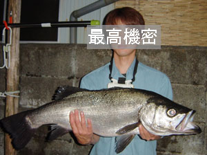 ¥Ò¥é¥¹¥º¥