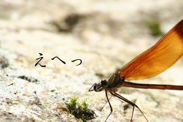 ¥«¥ï¥È¥ó¥Ü