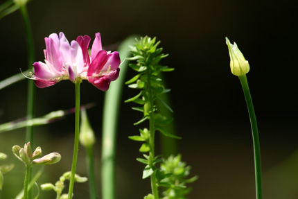 レンゲの花