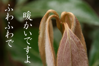 µ¯ÌӤϤäÑ-1
