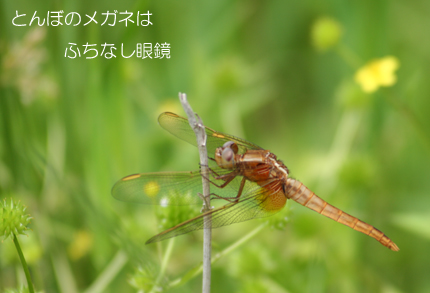 とんぼ