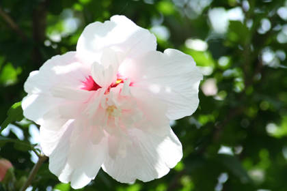 駅前の花