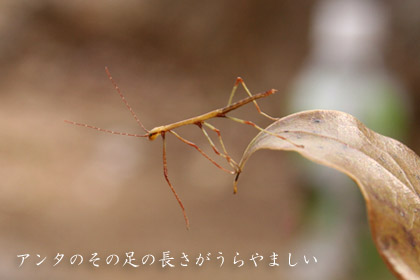 ナナフシ-1