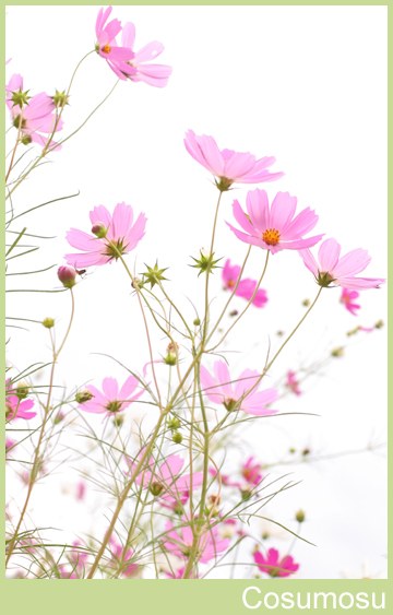 秋桜-1