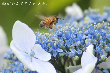 あじさい-1
