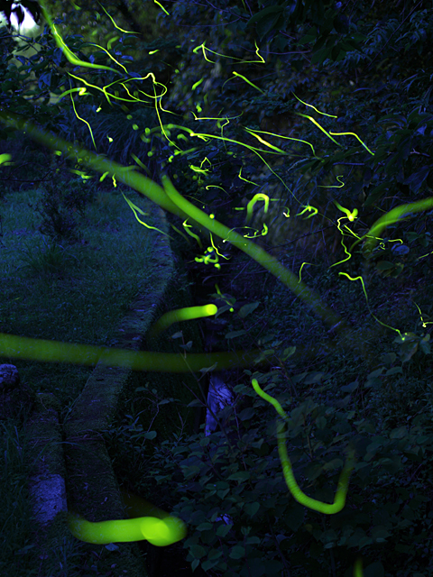 ¸ÅºÂÀî¤Î¥Û¥¿¥ë