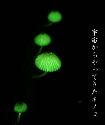 �����Υȥ⥷�ӥ���-1
