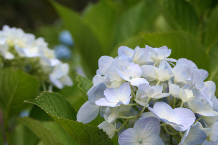 紫陽花-3