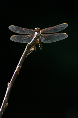 éñéÙ-3