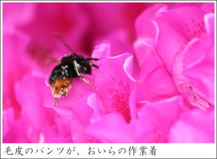 つつじ&クマバチ