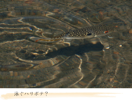 ¥¯¥µ¥Õ¥°-1