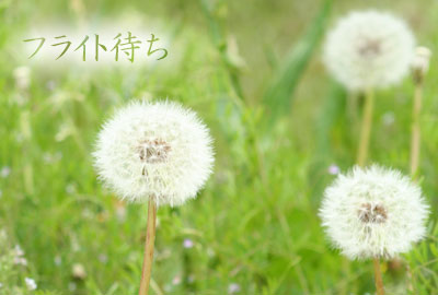わたげ