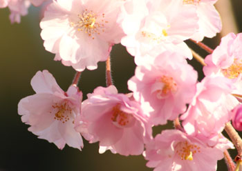 しだれ桜