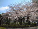 hanami2