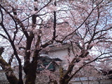 sakura