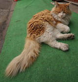 kanbanneko