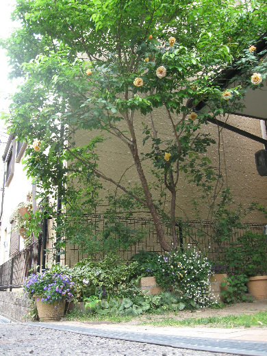 h200503kitaniwa5.jpg
