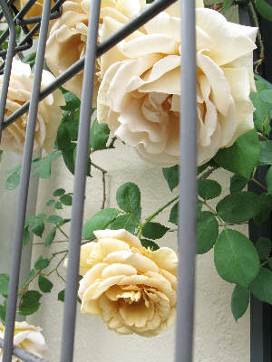 h200505Butterscotch1.jpg