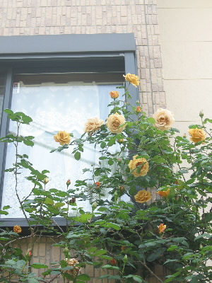 h200502Butterscotch1.jpg