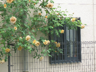 h200503kitaniwa3.jpg