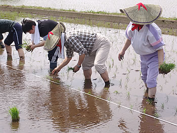 田植え
