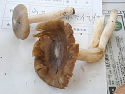 ウラベニホテイシメジ