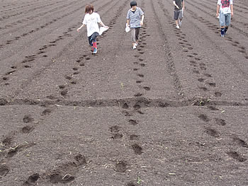 そばまき
