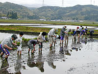 一列に並んで田植え