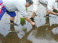 田植え